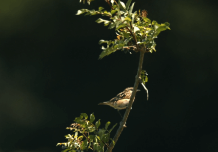 Photo d'un petit oiseau sur sa branche